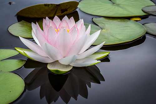 how to practice meditation on twin hearts - achieving illumination